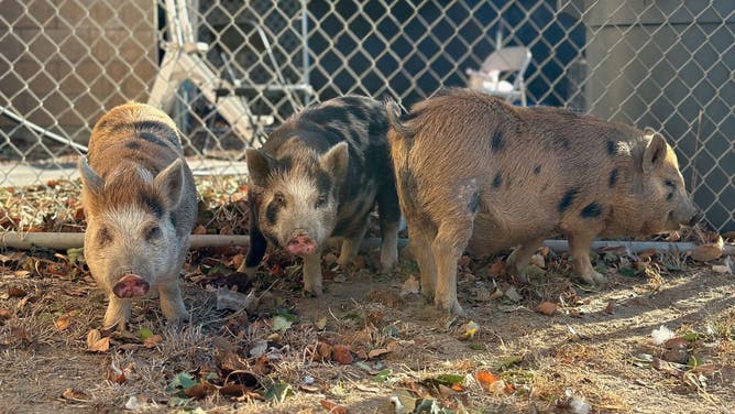 Animal rescued from the Mountain Fire.