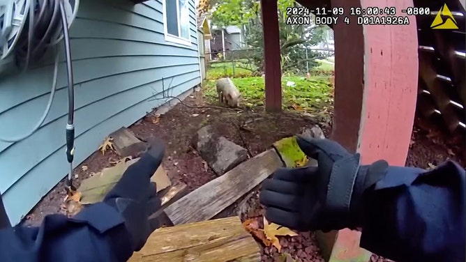 Authorities in Tacoma, Washington, were dispatched to chase an unusual suspect around the city in early November - a runaway pig they nicknamed the ‘Notorious P.I.G.’, footage posted on November 15 shows.