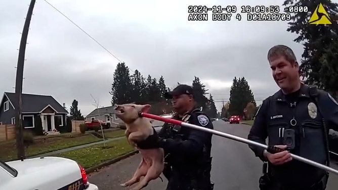 Authorities in Tacoma, Washington, were dispatched to chase an unusual suspect around the city in early November - a runaway pig they nicknamed the ‘Notorious P.I.G.’, footage posted on November 15 shows.