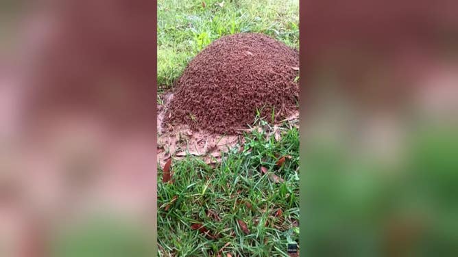 "Whopper" anthill in a park in Jackson, Tennessee.