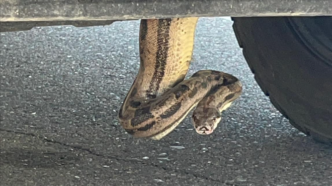 The pickup truck owner had driven the vehicle from Mesa to Scottsdale and noticed the snake's head poking out from under the truck after parking. The giant snake was placed in a box and turned over to the Arizona Herpetological Society for care.