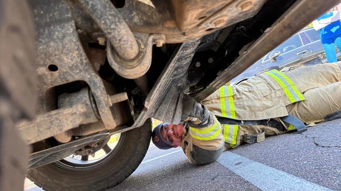 The pickup truck owner had driven the vehicle from Mesa to Scottsdale and noticed the snake's head poking out from under the truck after parking. The giant snake was placed in a box and turned over to the Arizona Herpetological Society for care.