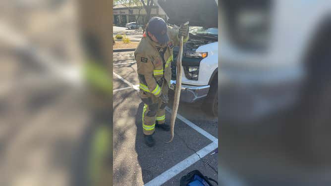 The pickup truck owner had driven the vehicle from Mesa to Scottsdale and noticed the snake's head poking out from under the truck after parking. The giant snake was placed in a box and turned over to the Arizona Herpetological Society for care.