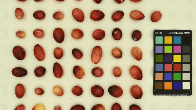 Cranberries analyzed for traits