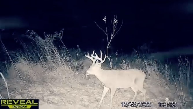 Brandon Sheets, an Ohio bowhunter, spent three years tracking a massive whitetail buck. After a heart-pounding encounter, he finally harvested the legendary deer, which scored nearly 215 inches.