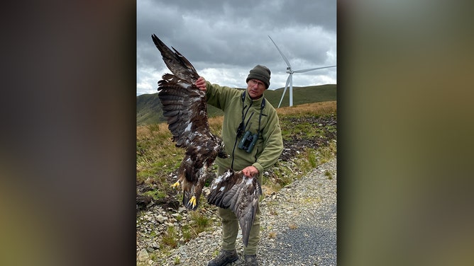 Golden Eagle Killed by Wind Turbine in South Scotland