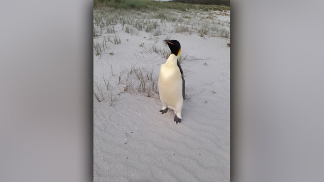 A malnourished emperor penguin that landed on a popular tourist beach in Denmark, Western Australia continues to be cared for by a registered wildlife carer.�