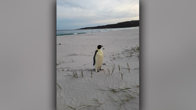 A malnourished emperor penguin that landed on a popular tourist beach in Denmark, Western Australia continues to be cared for by a registered wildlife carer.