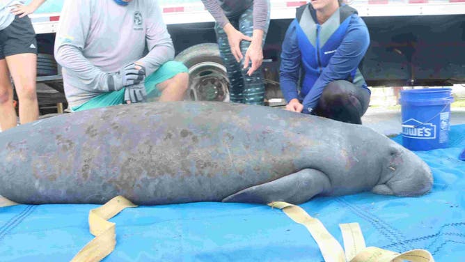 After Hurricane Milton, a manatee was found entrapped in a residential canal/pond system, the Florida Fish and Wildlife Conservation Commission said.