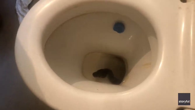 A python nicely tucked inside a toilet gave snake catchers a hard time recently, when the traditional approach failed and they had to go that extra mile to retrieve it.