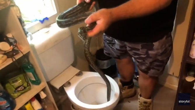 A python nicely tucked inside a toilet gave snake catchers a hard time recently, when the traditional approach failed and they had to go that extra mile to retrieve it.