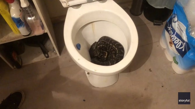 This was not the end of the trouble for this customer though, who had to call the catchers again two days later for another python.
