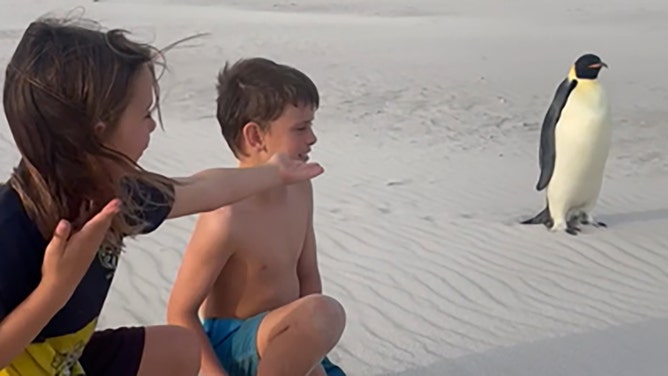 An Australian family had an unusual encounter at the beach recently, when they came across an emperor penguin that was a very long way from its home in Antarctica.