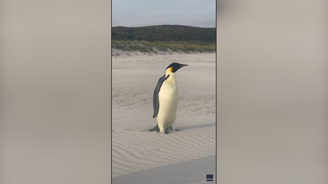 An Australian family had an unusual encounter at the beach recently, when they came across an emperor penguin that was a very long way from its home in Antarctica.
