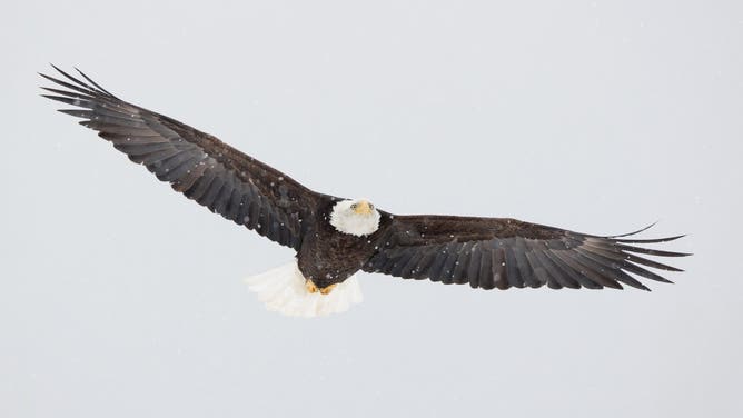 Bald eagles soaring through the falling snow.