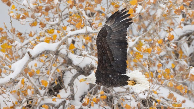 Bald eagles soaring through the falling snow.