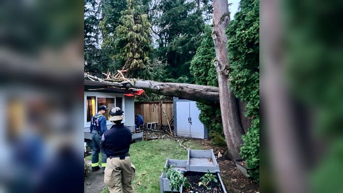 Tree falls into home in Issaquah, WA