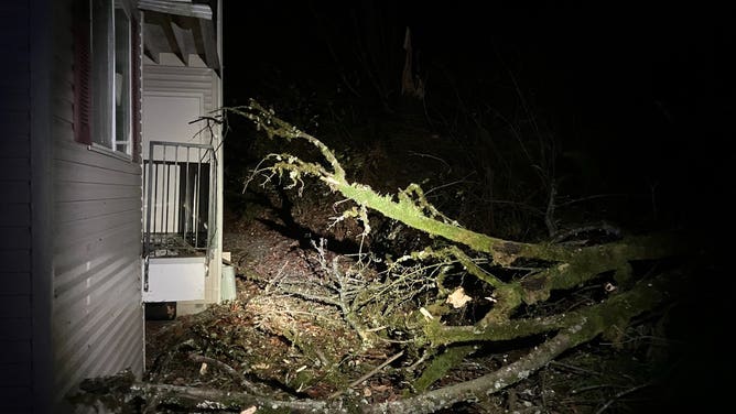 Tree falls into home in Issaquah, WA