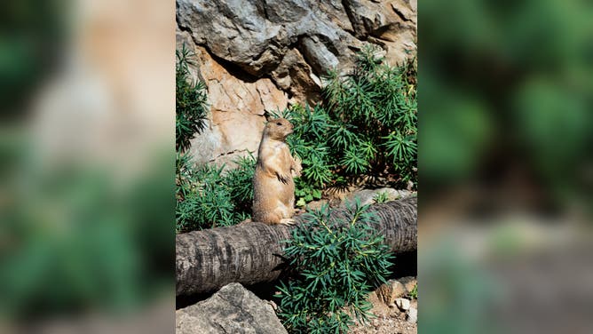 Portrait of a gofer in the standing position