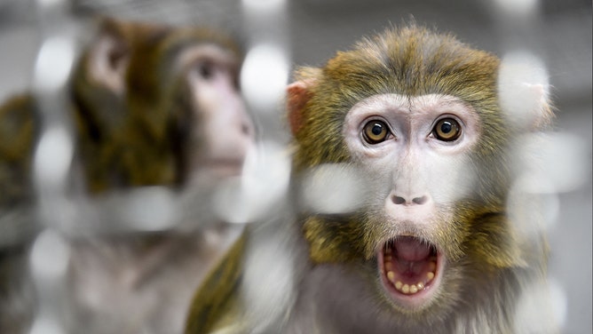 A Rhesus macaque, part of the 11 rescued monkeys from research laboratories, looks on from the quarantine room of the future animal shelter 'La Taniere', in Nogent-le-Phaye near Chartres, on March 13, 2019.