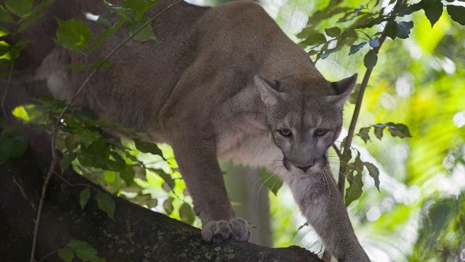 Florida Panthers