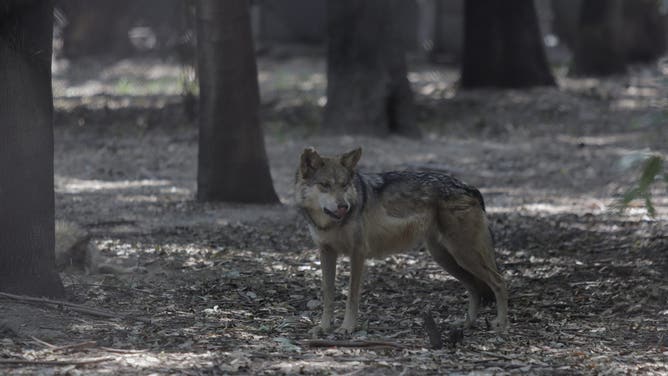 メキシコシティ、メキシコシティ、2022年5月25日:チャプルテペック動物園で飼育されているメキシコオオカミ(Canis lupus baileyi)の標本が見られる。数カ月前、環境大臣はチャプルテペック動物園で２頭のメキシコオオカミが死亡したと発表した。 2022年5月25日、メキシコのメキシコシティにて。