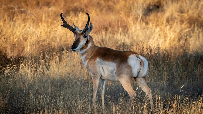 FILE -- A pronghorn buck is seen in Big Bend National Park in West Texas.