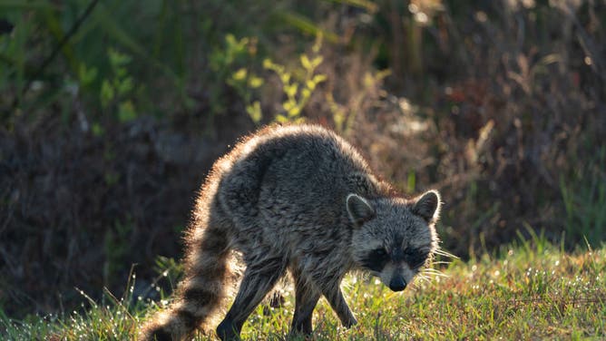 A raccoon can be seen at the Okefenokee Swamp on March 15, 2024 in Folkston, Georgia