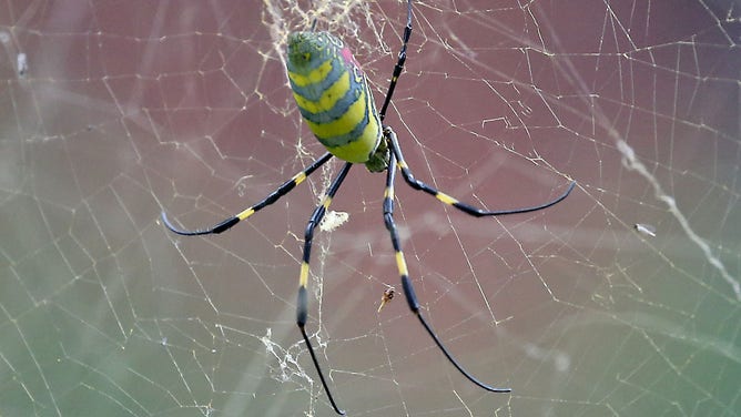 FILE- A Joro spider at 59 Mount Vernon st. on September 25.