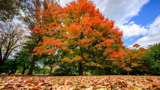 New York City Exteriors And Landmarks