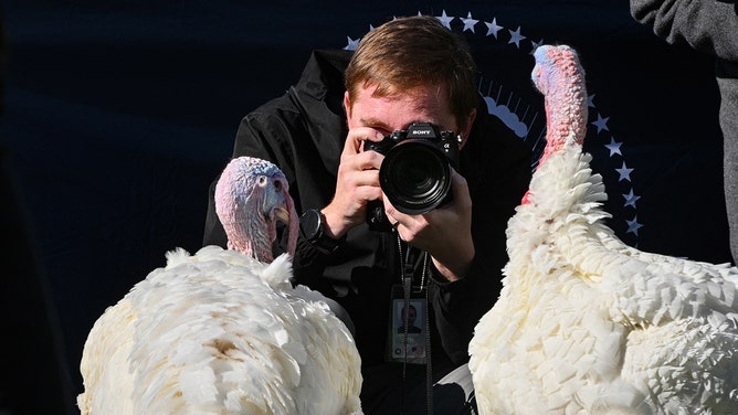 A photographer takes a photo of Peach and Blossom, the National Thanksgiving Turkeys, on the South Lawn of the White House before they receive a Presidential Pardon from US President Joe Biden in Washington, DC, on November 25, 2024.