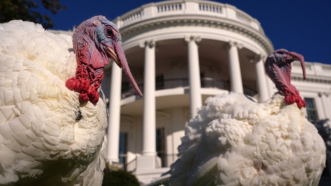 The National Thanksgiving turkeys, Blossom and Peach, wait before being pardoned by U.S. President Joe Biden during a ceremony on the South Lawn of the White House on November 25, 2024 in Washington, DC.