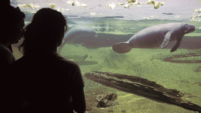 Florida, Tampa, Lowry Park Zoo, Visitors At Manatee Tank