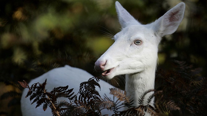 A rare Albino Whitetail Deer is seen September 26, 2007 in the Northern Highland American Legion State Forest, Boulder Junction, Wisconsin.