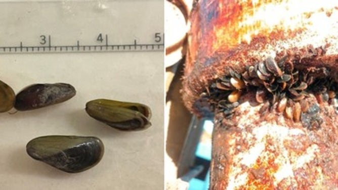 Close-up images of golden mussels (Limnoperna fortunei) recently discovered in California.