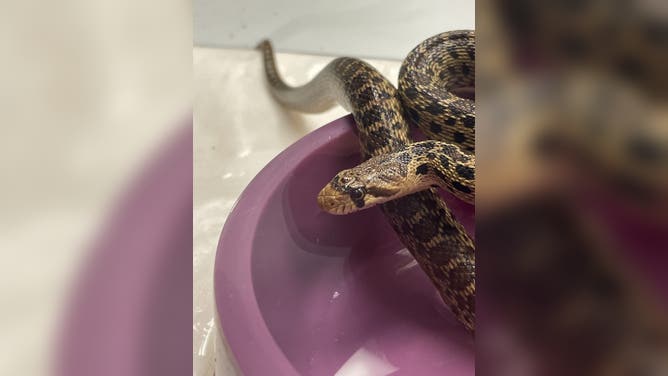 Gopher snake found in Christmas trees shipment in Hilo, Hawaii.