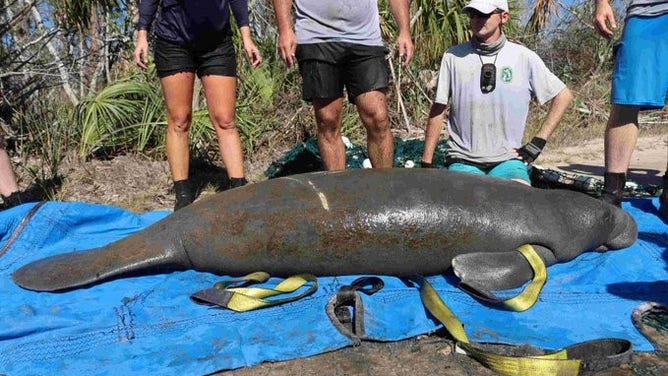 Gully the manatee after being rescued from a small pond near the Big Bend Wildlife Management Area in Florida.