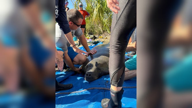 ZooTampa and Florida Fish and Wildlife Conservation Commission help save Gully the manatee.