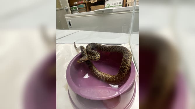 A snake found in a store's container of Christmas trees in Hawaii.