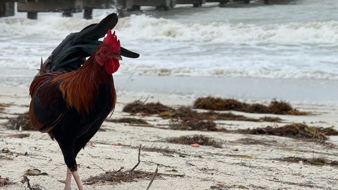 The waves and winds pick up in Key West, Florida from Hurricane Rafael on Nov. 6, 2024.