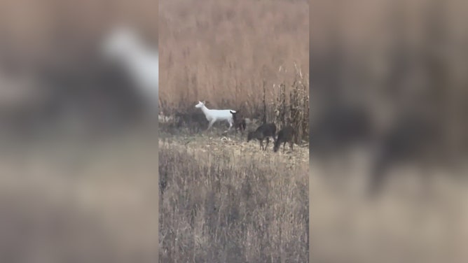 A Wisconsin hunter captured a truly extraordinary moment on camera as a rare albino deer was spotted in the wild.