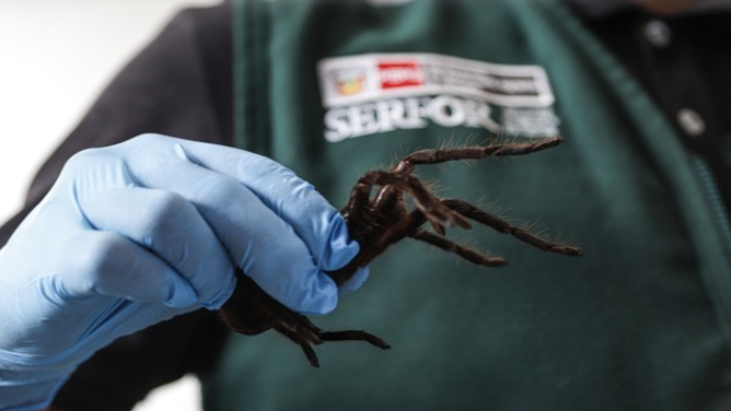 Man caught in airport with hundreds of tarantulas strapped to his body