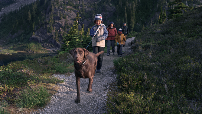 A pup leads the way on a family hike.