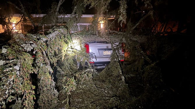 Seattle Area Windstorm