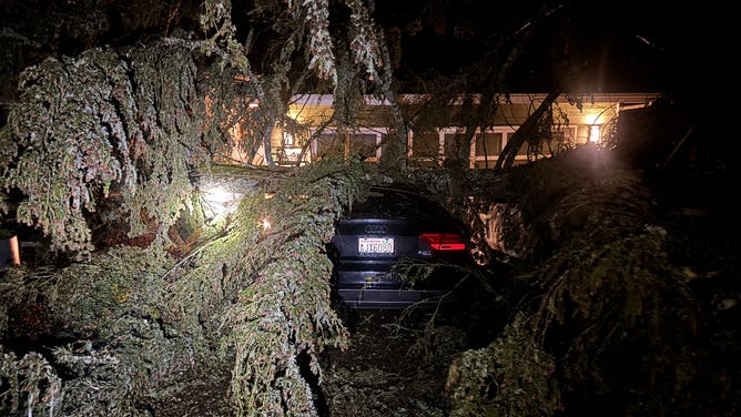 Seattle Area Windstorm