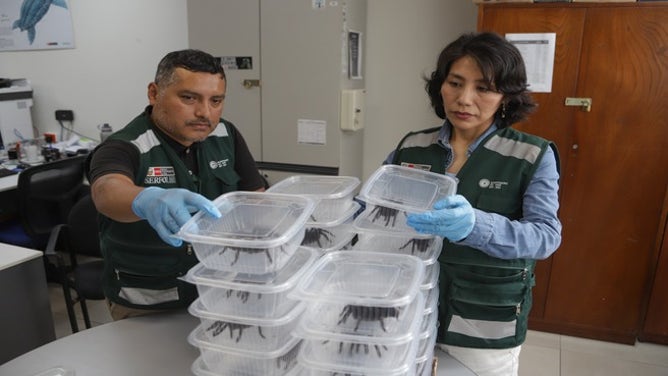 Man caught in airport with hundreds of tarantulas strapped to his body