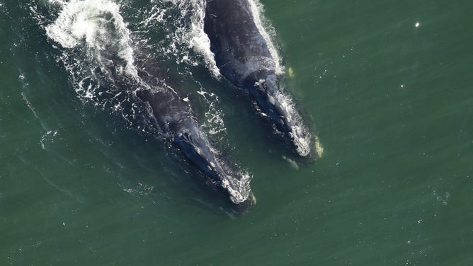 The Florida Fish and Wildlife Conservation Commission reports that three potential mothers of the endangered North Atlantic right whale were spotted in late November off the coast of the Carolinas.
