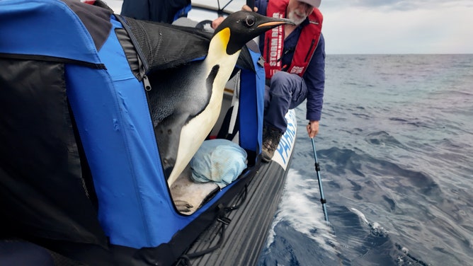 南極の生息地から数千マイルも離れたオーストラリアの海岸で、行方不明のコウテイペンギンが発見され、救助され、リハビリを受けてから南極海に放された。