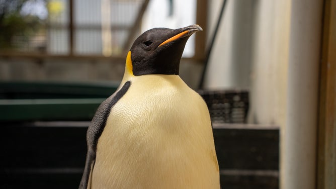 A lost emperor penguin, found thousands of miles from its Antarctic home on an Australian beach, was rescued and rehabilitated before being released back into the Southern Ocean.