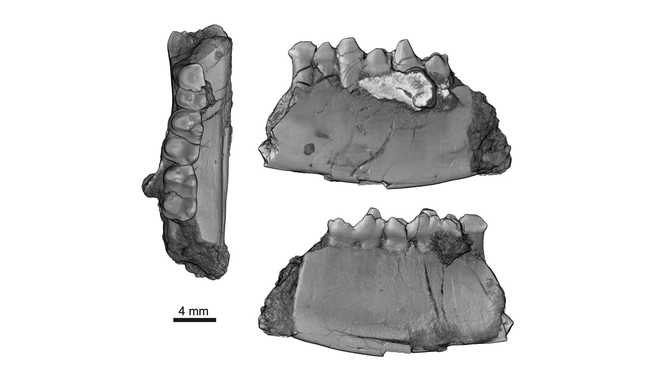 3D scans of the fossil jawbone of the mammal H. piceanus.